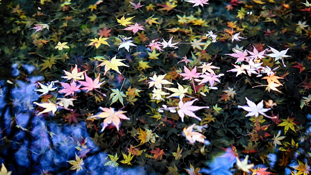 Autumn maple colors (momiji) in Japan