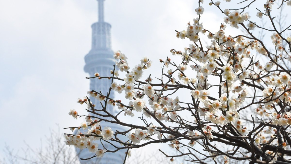 Cherry blossoms and Tokyo Skytree in spring