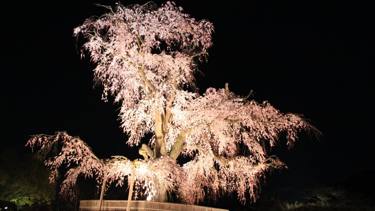 Night cherry blossoms at Maruyama Park, Kyoto