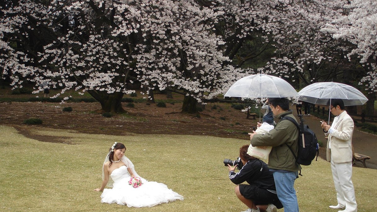 Somei-Yoshino cherry blossoms in full bloom in Japan