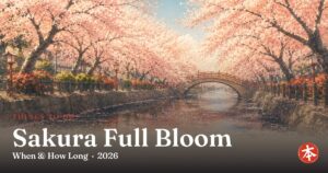 Sakura Full Bloom — Honto Japan