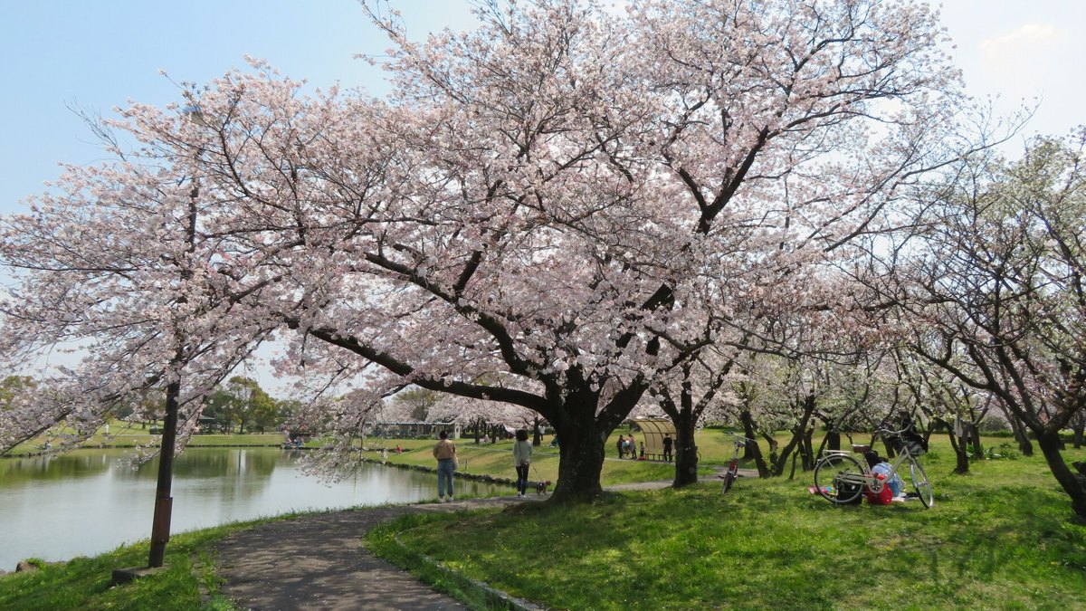 Somei-Yoshino cherry blossoms in full bloom