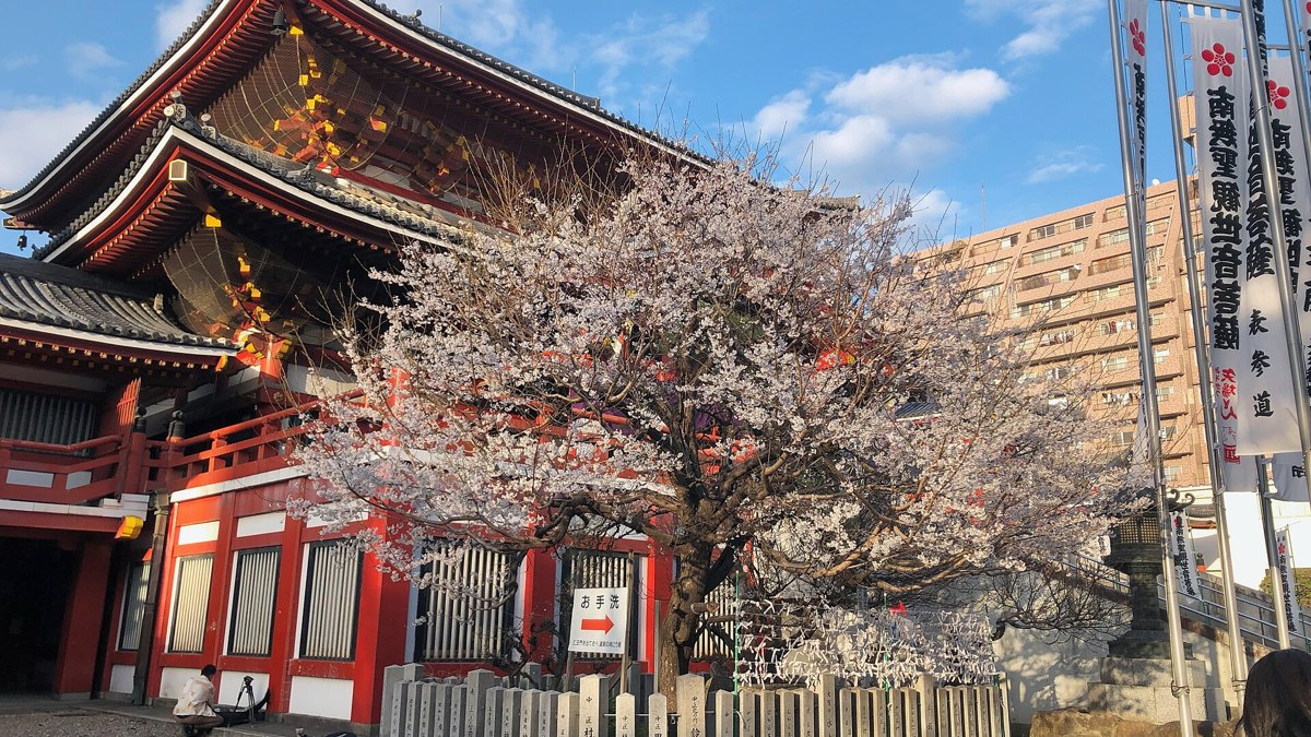 Cherry blossoms in full bloom by a temple in Japan