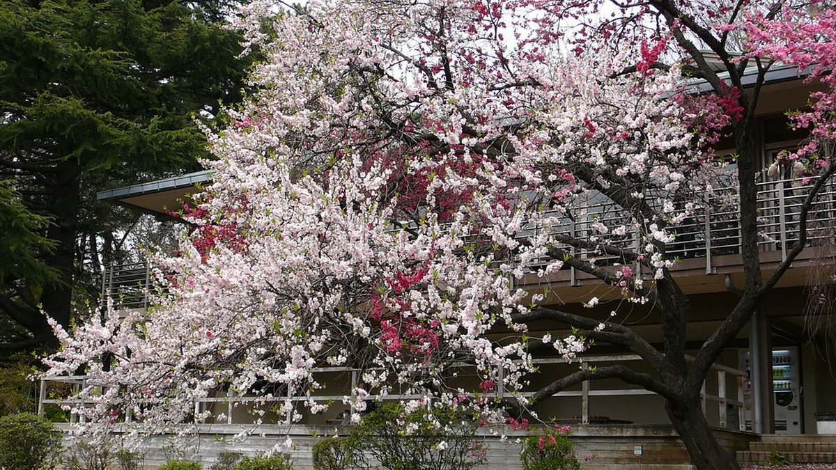 Shinjuku Gyoen National Garden, an 8-minute walk from UNPLAN Shinjuku