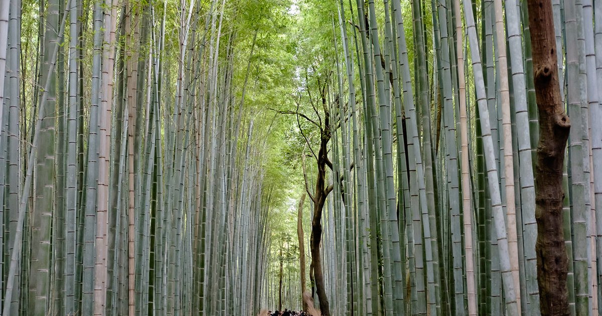 A narrow path running between dense walls of tall green bamboo in Arashiyama