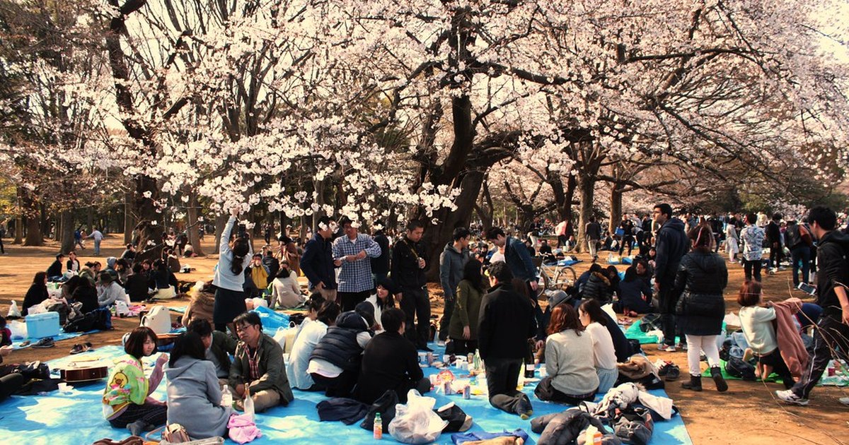 Groups sitting on large blue plastic sheets under blossoming cherry trees in a crowded park