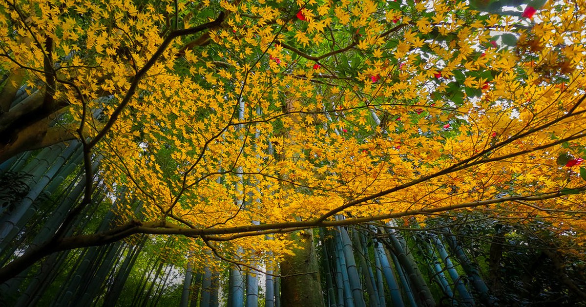 Autumn maple leaves against tall green bamboo stalks in the Hokokuji temple grove, Kamakura