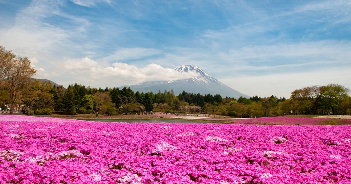 Dense field of bright pink moss phlox flowers with Mt. Fuji rising behind a treeline