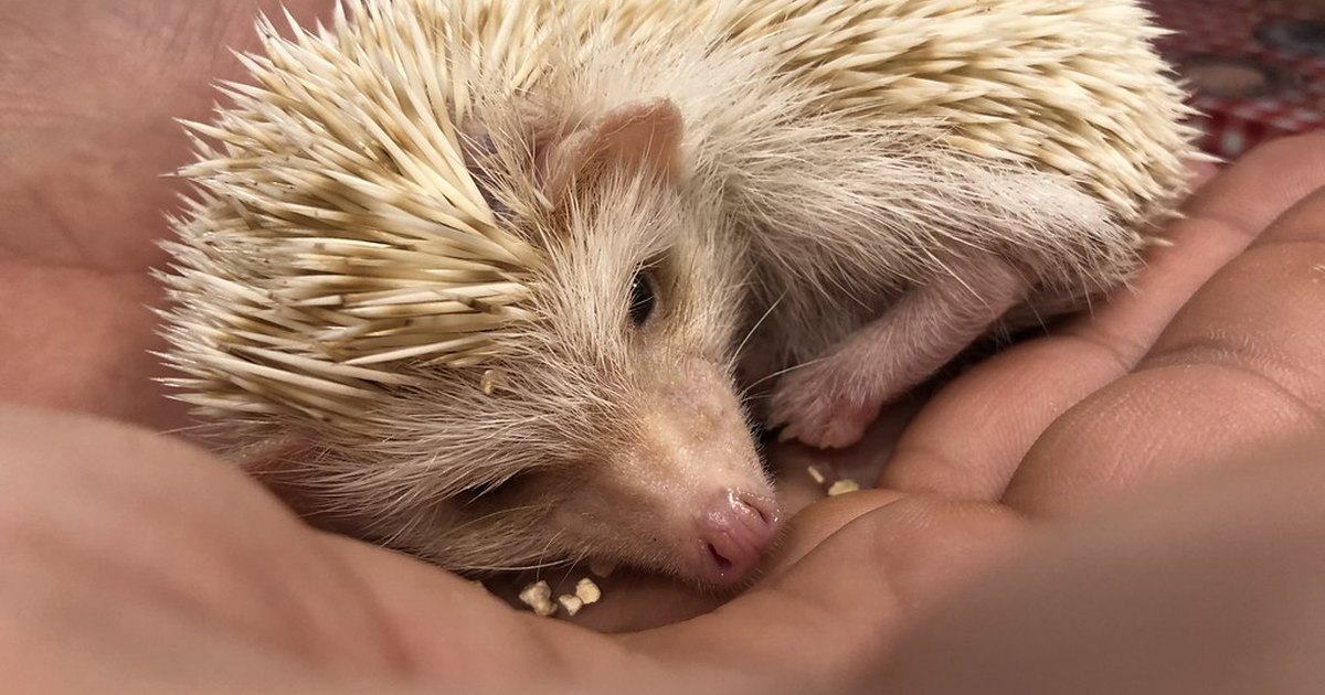 A small pale hedgehog curled up in a pair of cupped hands at a hedgehog cafe