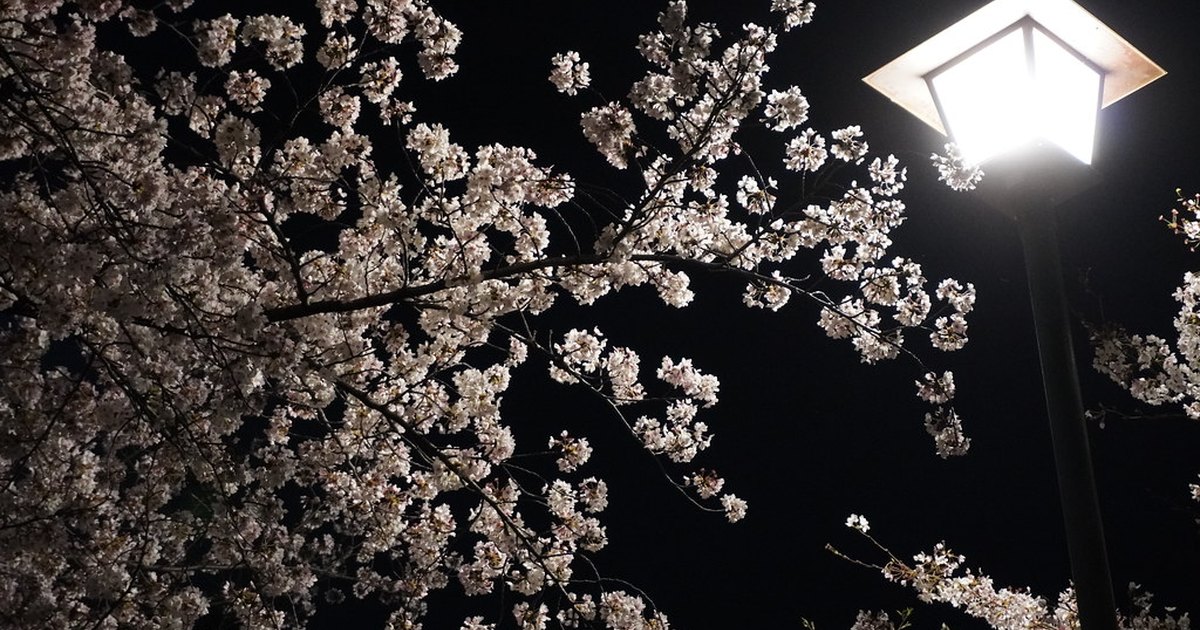 Pale cherry blossoms lit against a black night sky beside a glowing park lamp