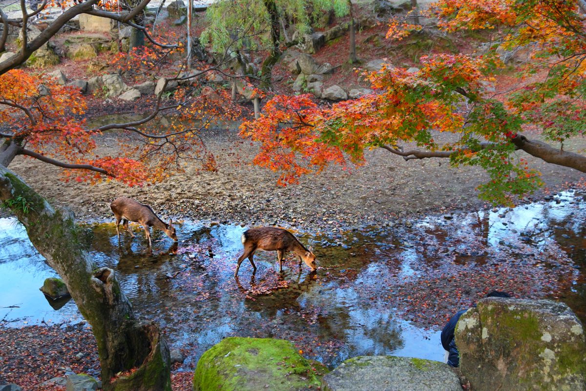 Deer in Nara Park