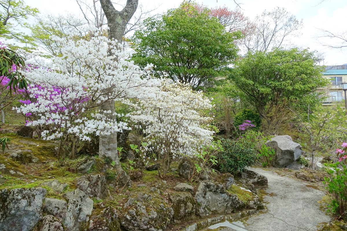 White and pink flowering shrubs along a rocky path in Gora Park, Hakone