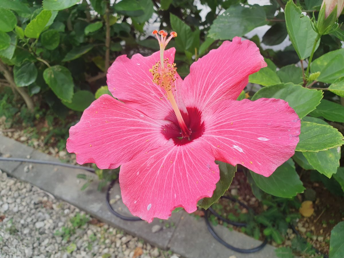 Hibiscus flower in Onna Village