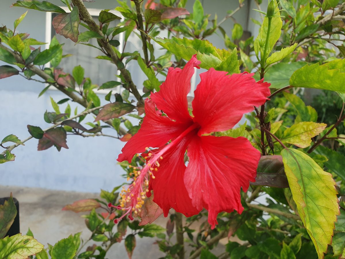 Red hibiscus in Onna Village, Okinawa