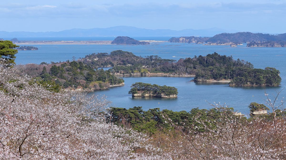 Islands of Matsushima Bay seen from a hill with cherry blossoms