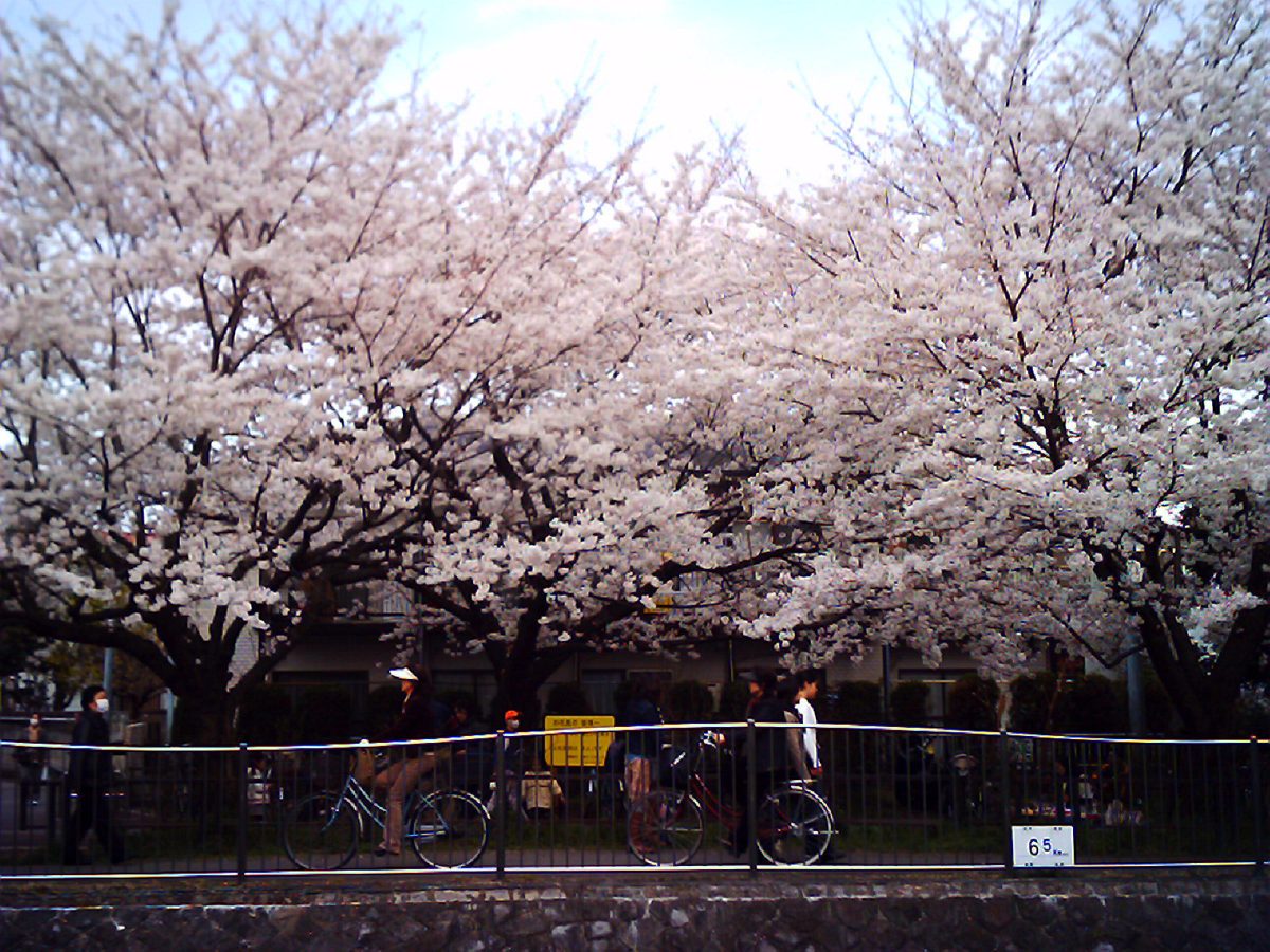 Cherry blossoms along the Zenpukuji River in Tokyo