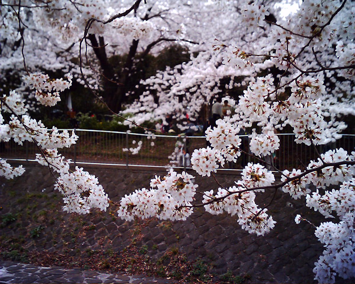 Cherry blossoms in full bloom over a Tokyo canal