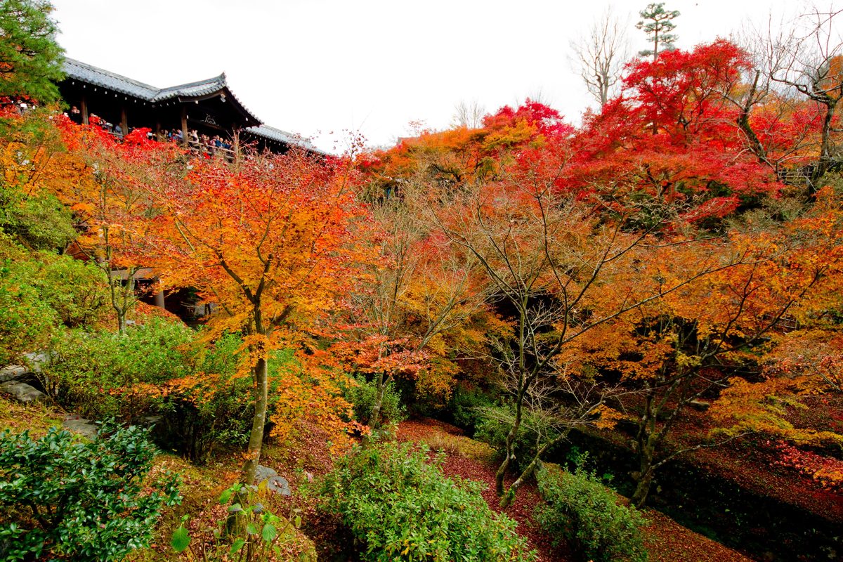 Autumn maples at Tofukuji temple, Kyoto