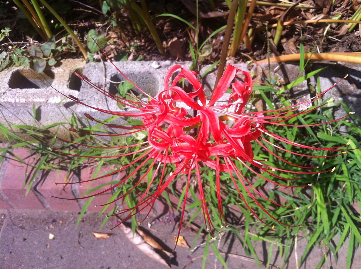 Higanbana blooming in Tokyo in September