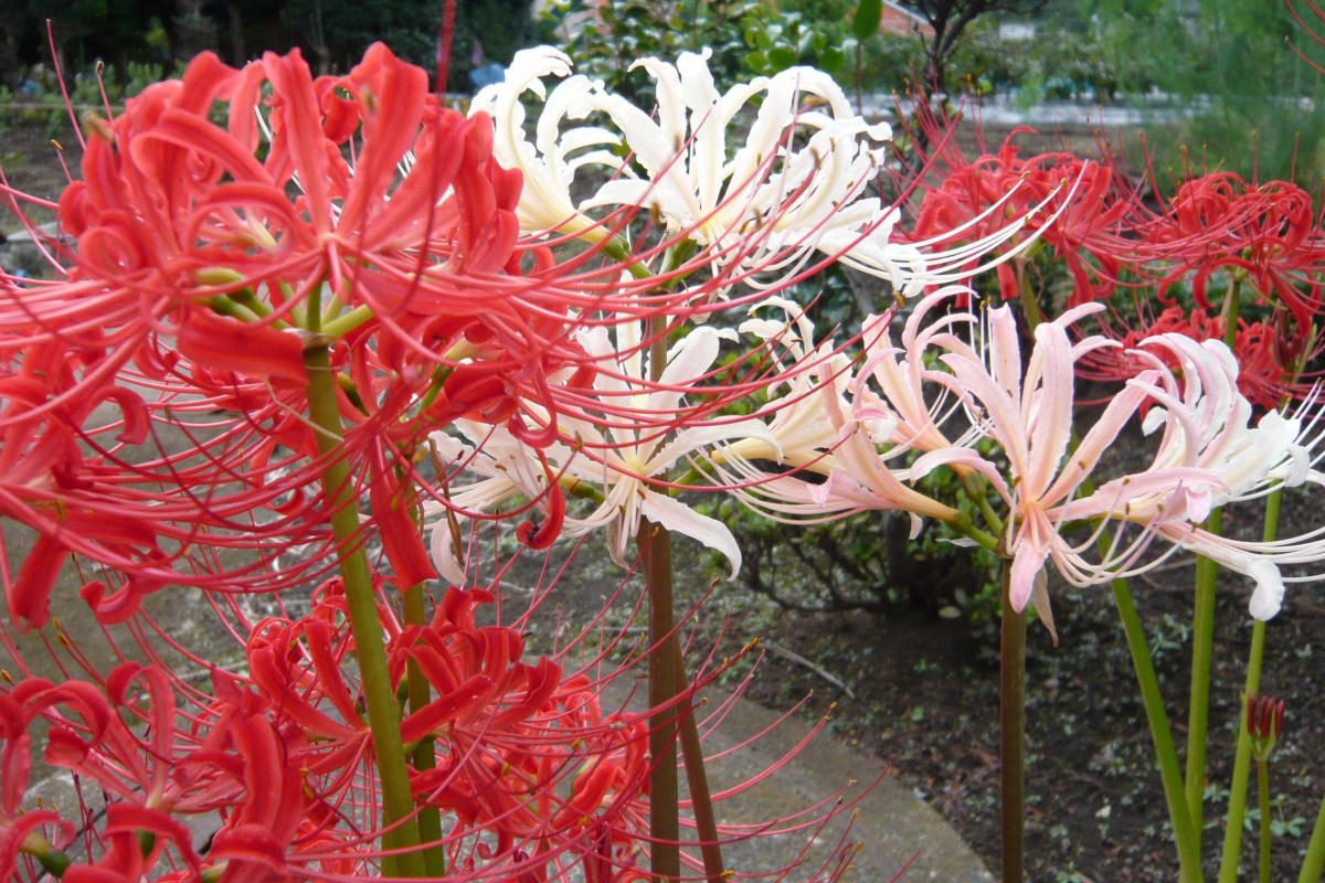 Red and white higanbana (spider lilies) in September