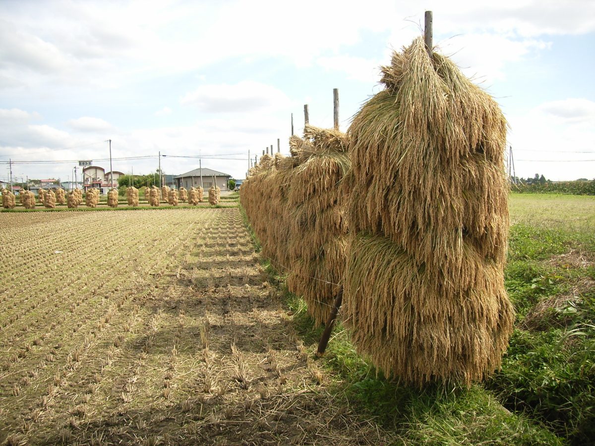 Harvested rice drying in a field in Inagi, Tokyo, September