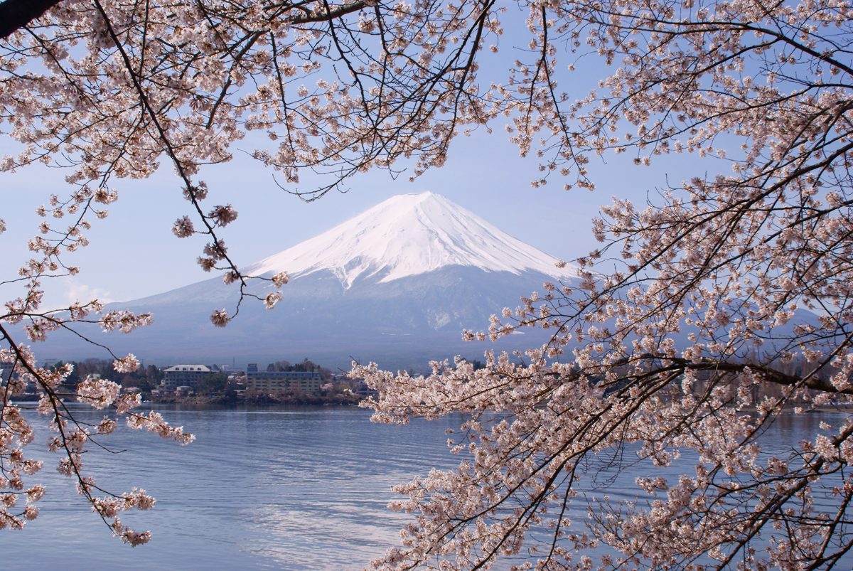 Cherry blossoms and Mount Fuji at Lake Kawaguchiko