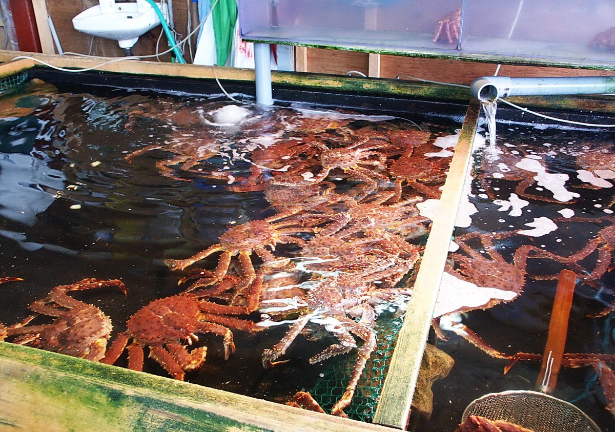 Live king crabs in a tank of water at a market stall