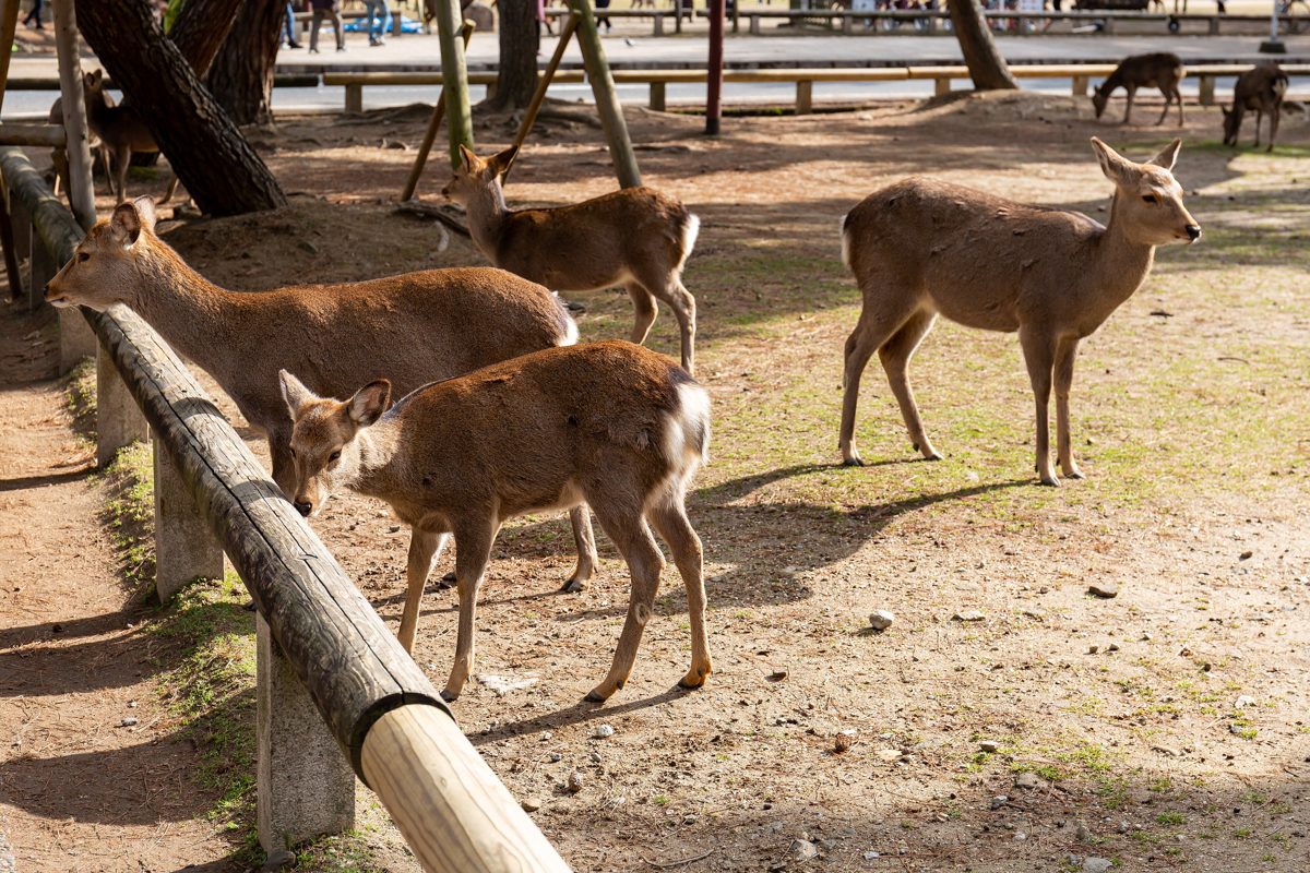 Several deer standing behind a wooden fence in Nara Park