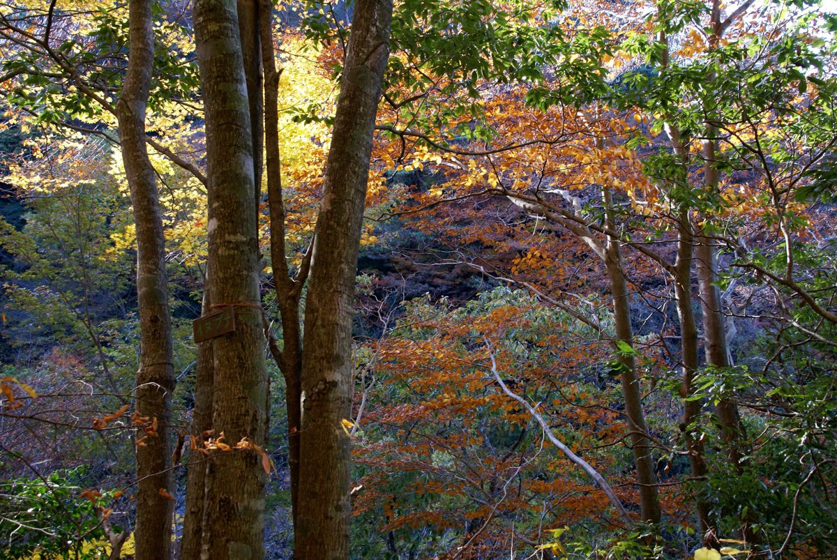 Red and orange maple leaves among tall tree trunks on a mountain slope