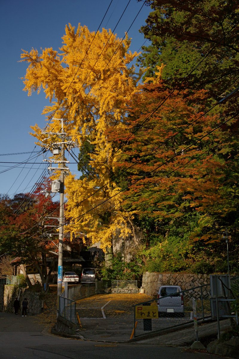 A yellow ginkgo tree and autumn leaves beside a lane in Arima Onsen