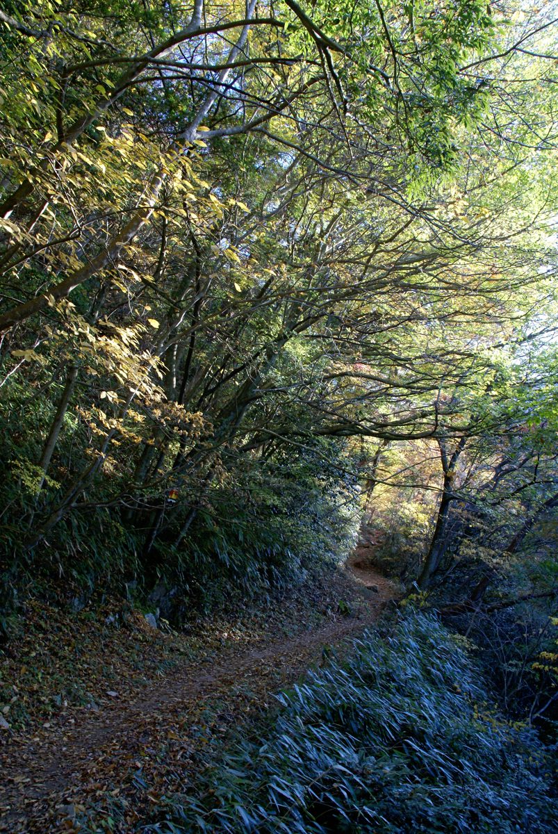 A forest path through autumn trees in the Momijidani valley on Mount Rokko