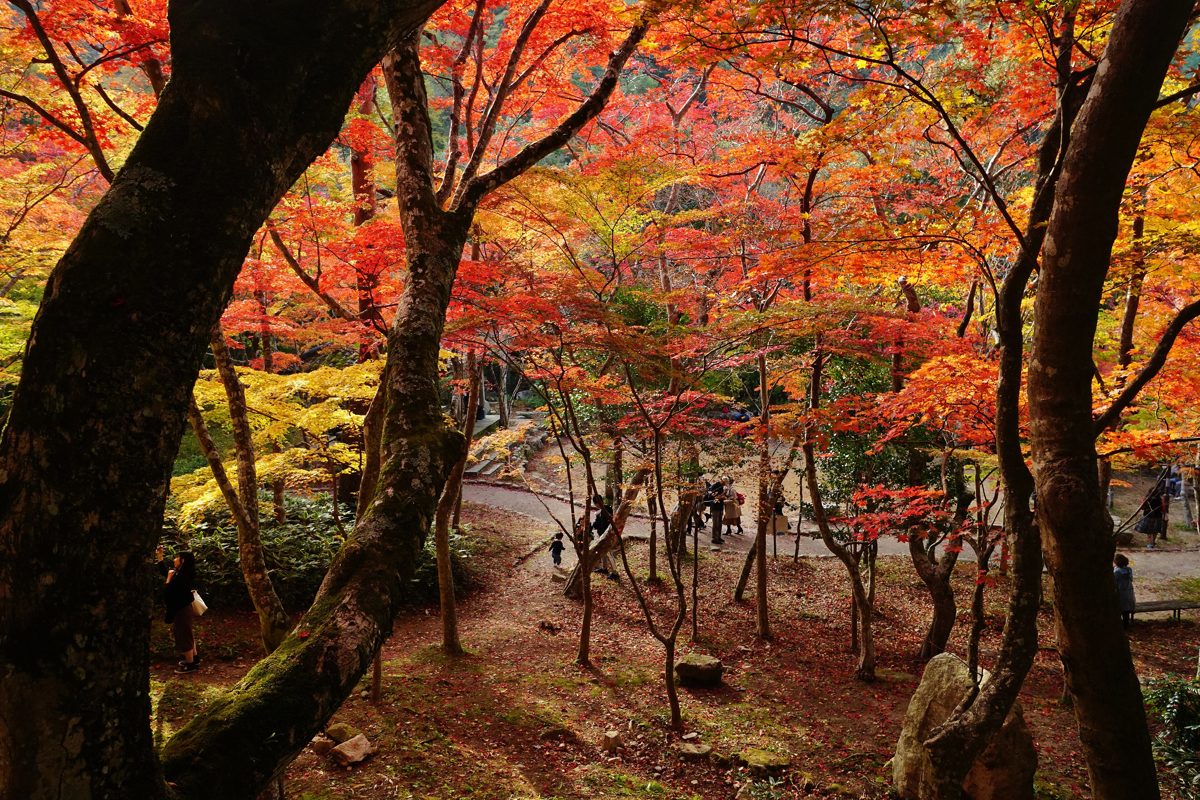 Red and orange maple trees over a path in Zuihoji Park, Arima Onsen, in autumn daylight