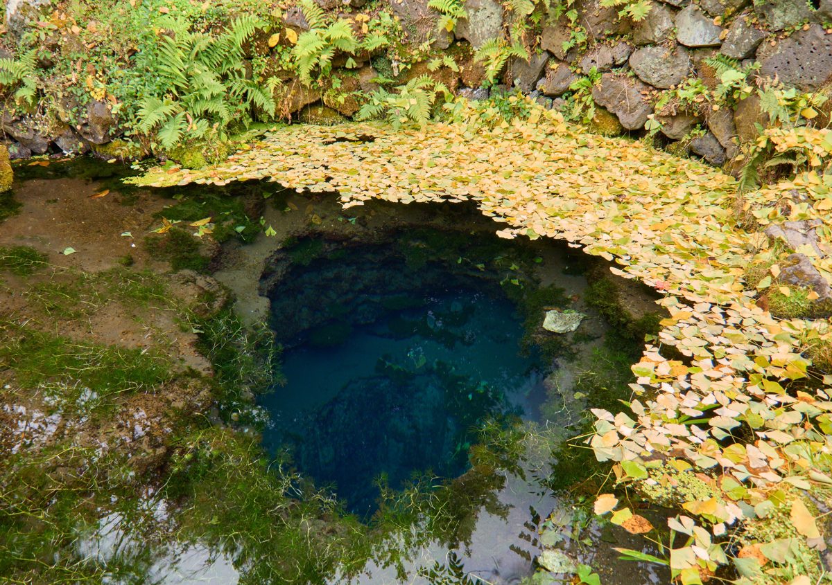 A clear blue spring pond edged with stones, ferns and fallen yellow leaves