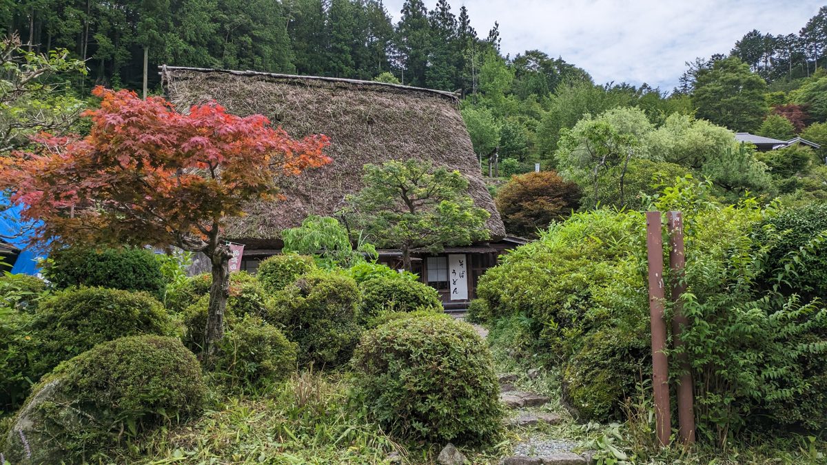 A thatched-roof farmhouse in a garden with shrubs and a red maple