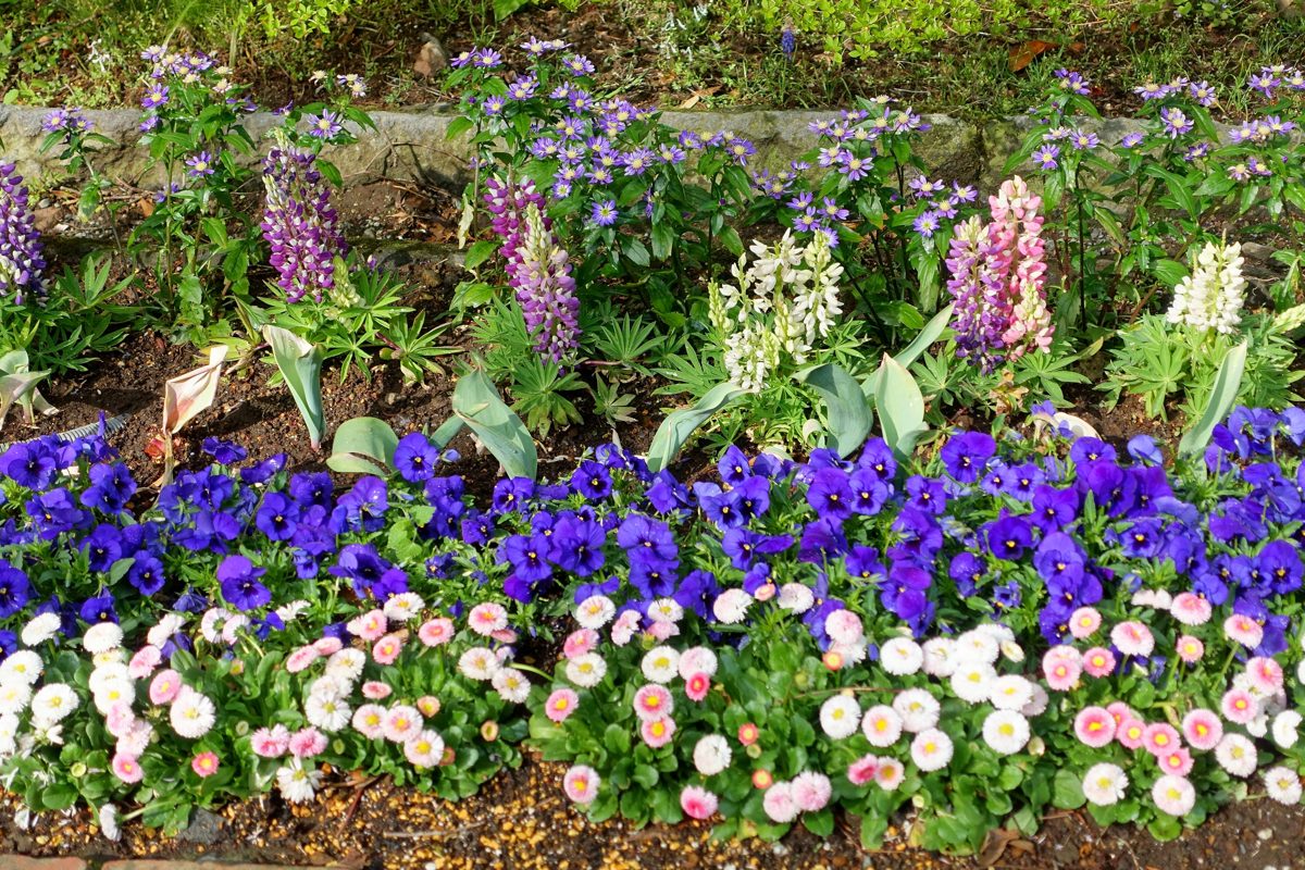 Beds of purple, white and pink spring flowers in a garden