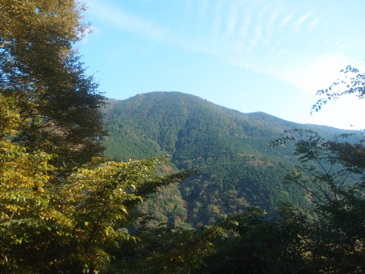Forested mountain under a blue sky seen through trees