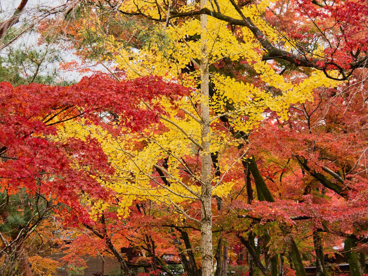 Red and yellow autumn maple leaves in an Arashiyama temple garden