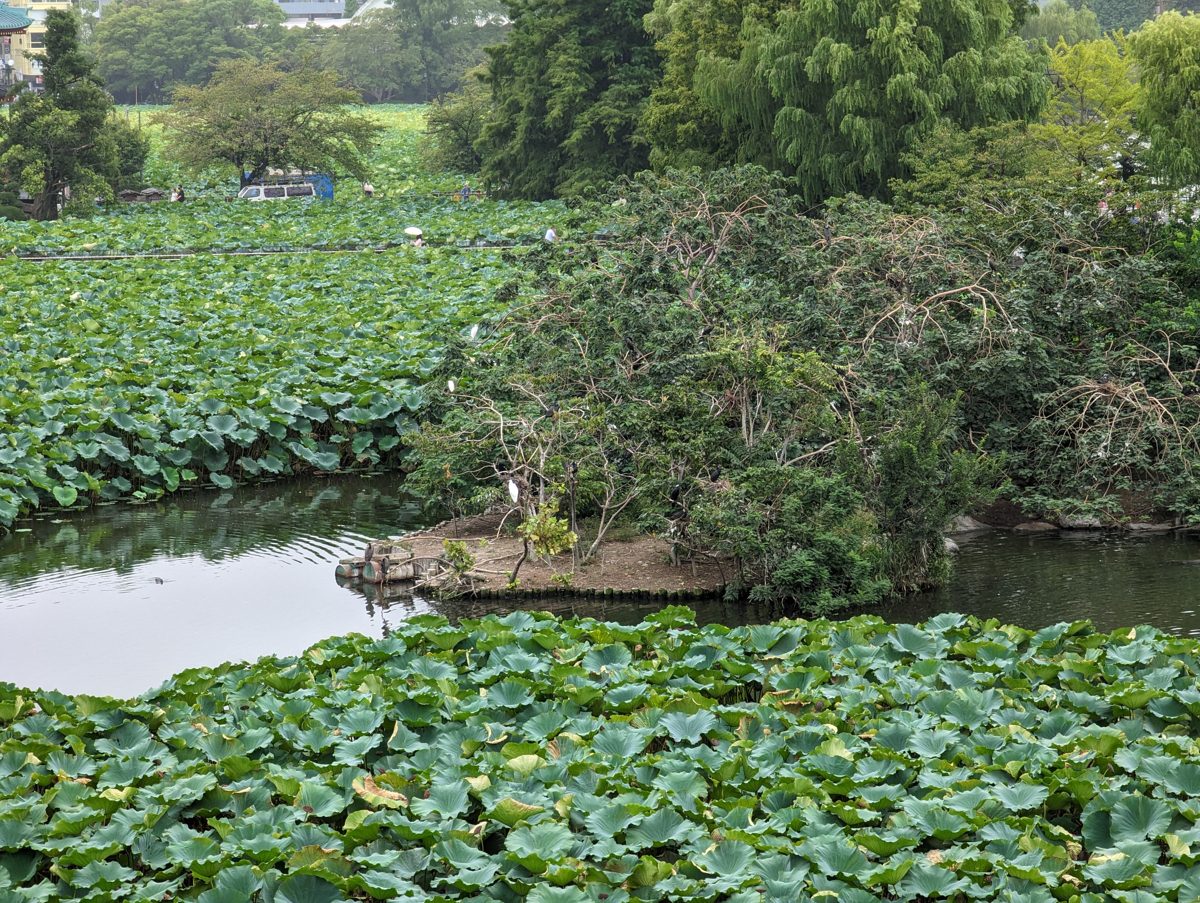 A small wooded island surrounded by lotus leaves on Shinobazu Pond