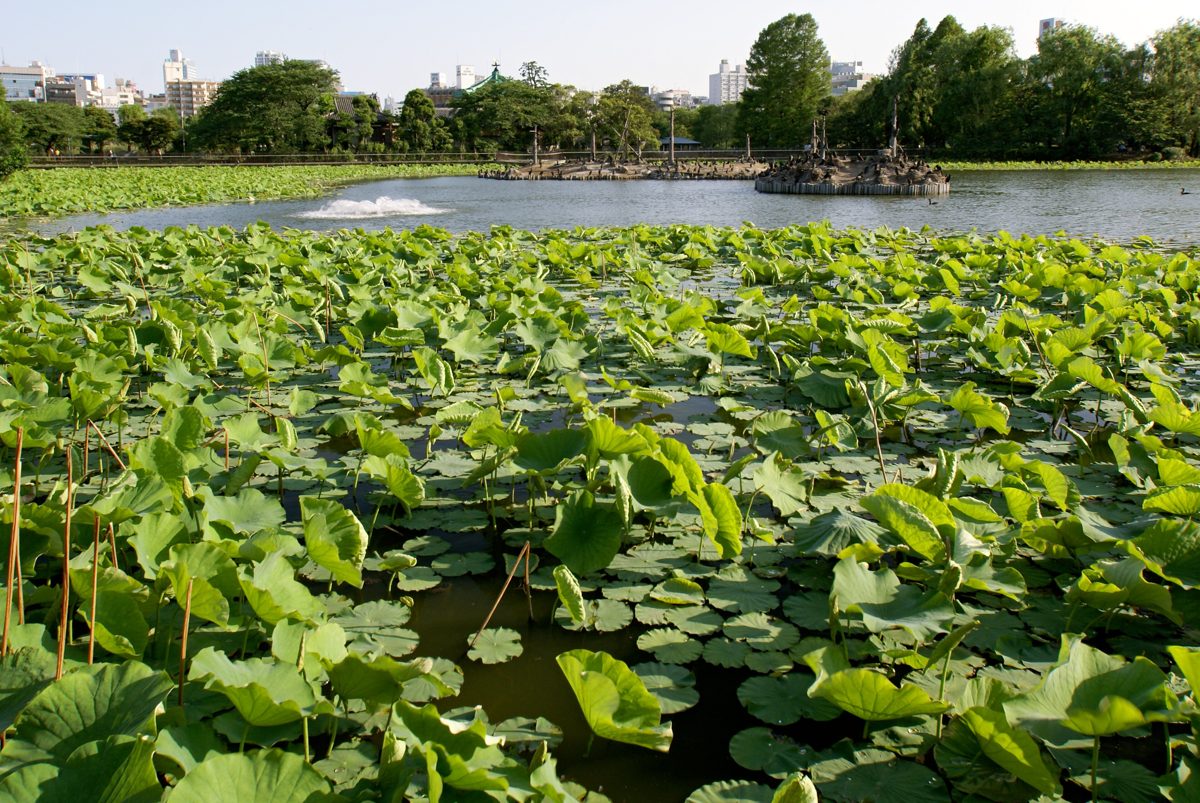 Shinobazu Pond in Ueno Park covered with green lotus leaves, with trees and buildings beyond