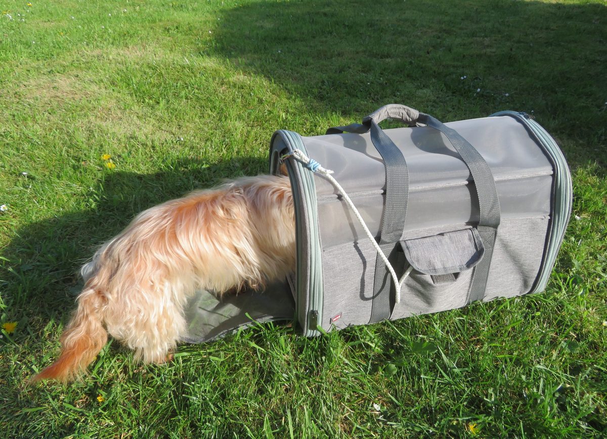 A long-haired small dog walking into a gray soft-sided pet carrier on a sunny lawn