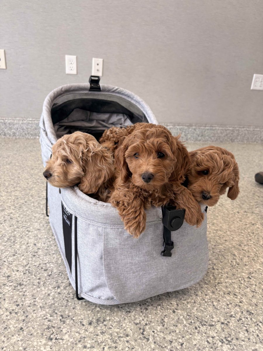 Three brown puppies looking out of a gray soft-sided pet carrier