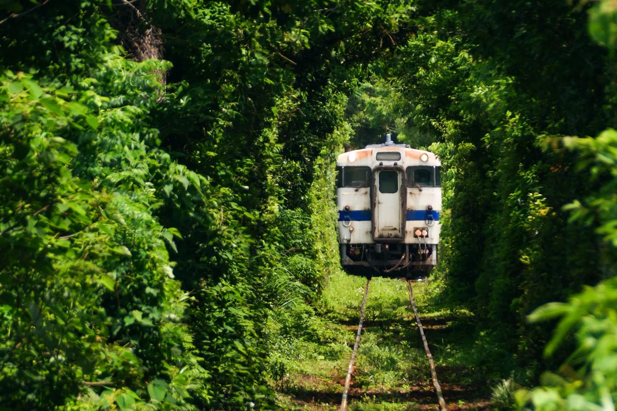 A white and blue local train on a single track running through a tunnel of green trees