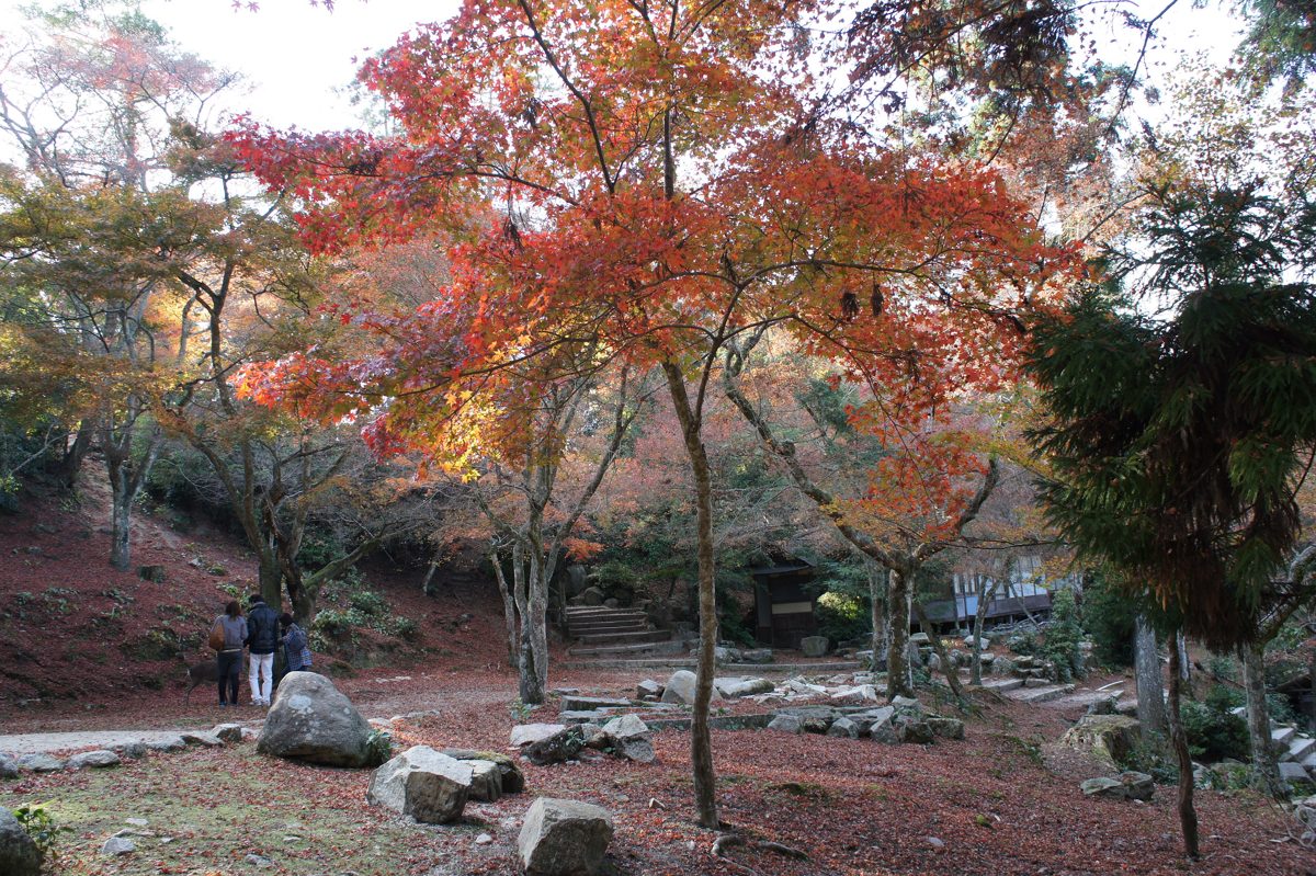 Red and orange maple trees over a rocky path in Momijidani Park on Miyajima