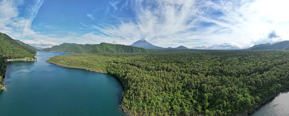 Aerial view of Lake Saiko and a wide pine forest, with Mount Fuji in the distance under a blue sky