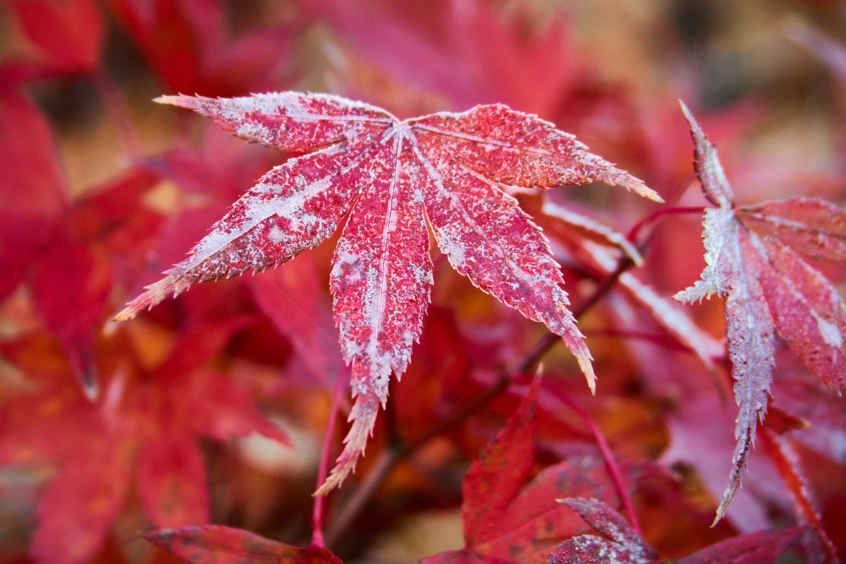 Close-up of a red maple leaf edged with frost