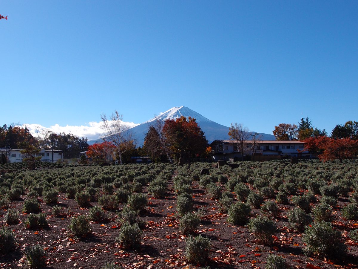 Snow-capped Mount Fuji behind a field of trimmed lavender bushes and autumn trees