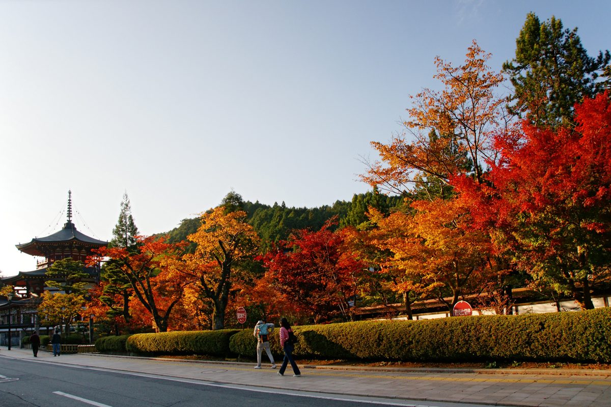 Red and orange autumn trees beside a road on Koyasan with a pagoda in the distance