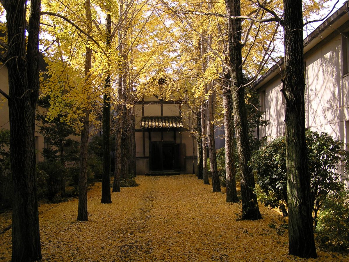 A courtyard path covered in fallen yellow ginkgo leaves between rows of ginkgo trees