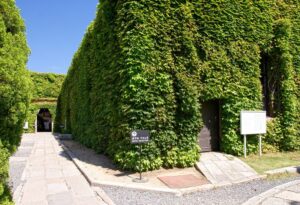 A paved path running beside a tall wall completely covered in green ivy