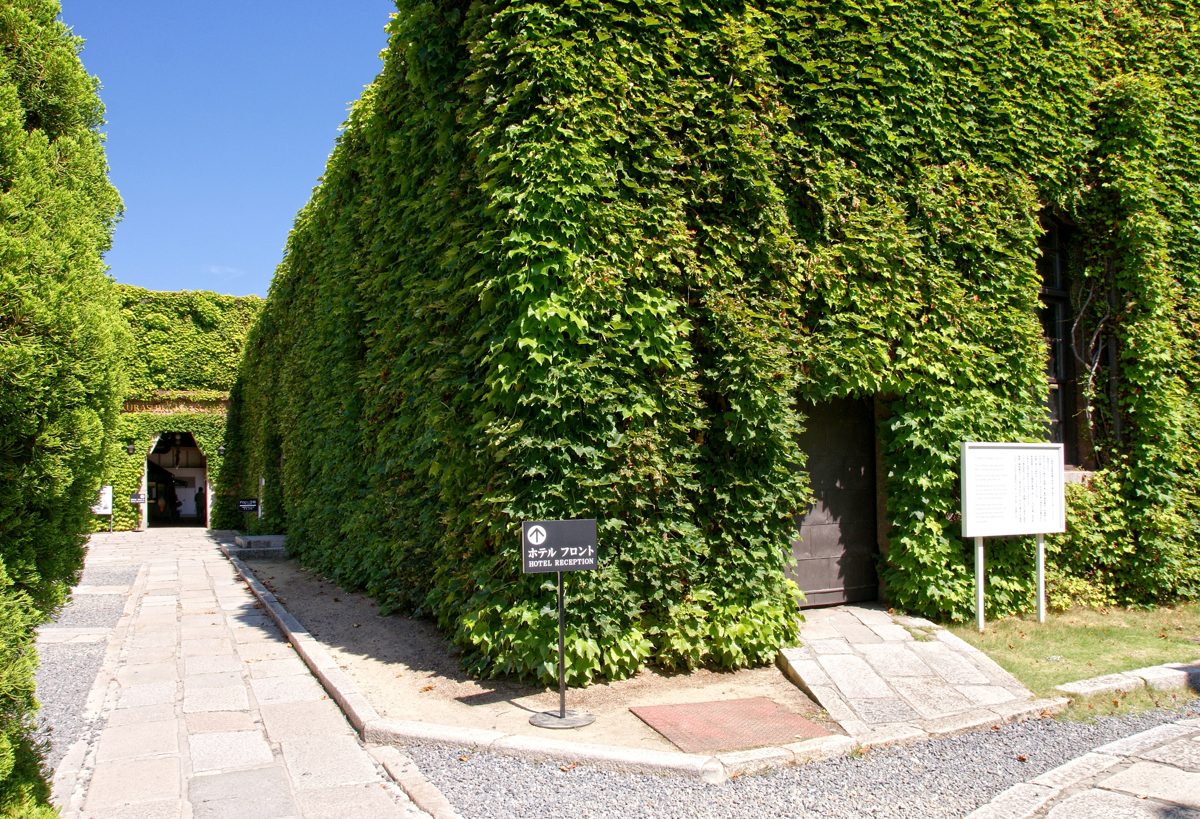 A paved path running beside a tall wall completely covered in green ivy